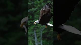Must SEE!! Extreme close up off a Bald Eagle snatching a fish from a whirlpool. #eagle #bird