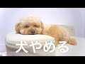 トイプードルに初めて高級ベッドをプレゼントしてみたら...