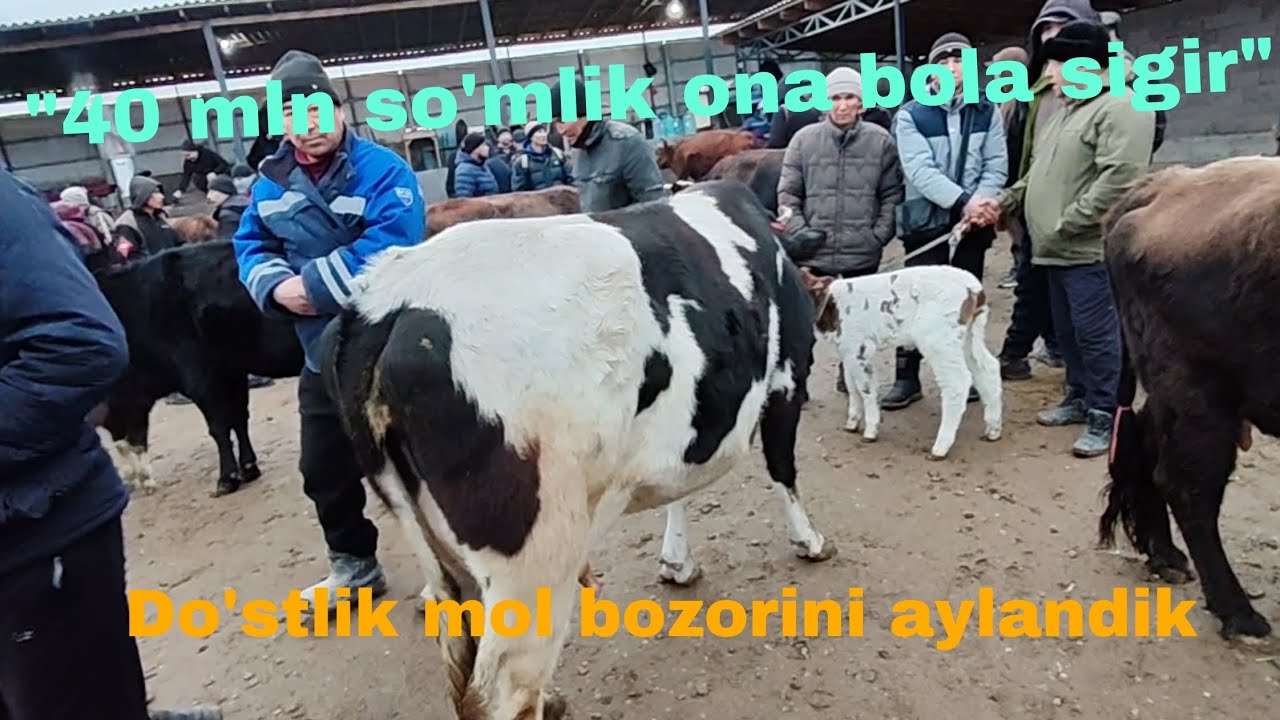 Jizzah v Do'stlik mol bozori bug'oz g'unojinlar narhlari