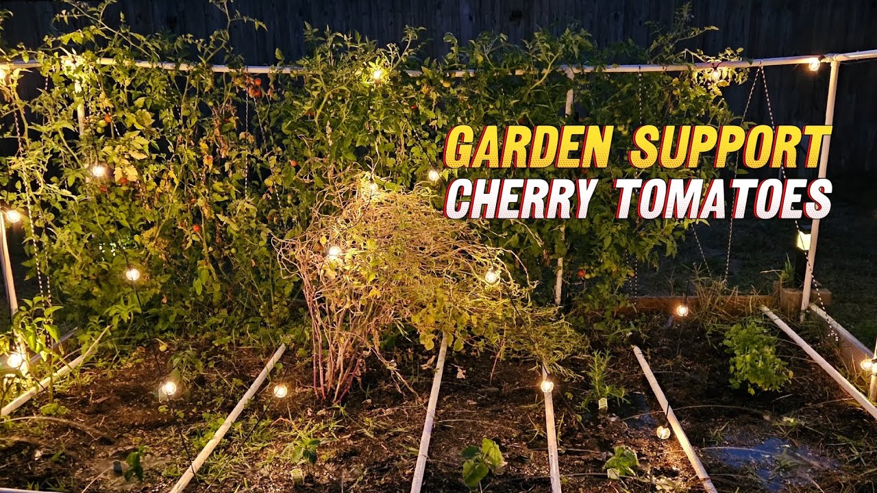 Garden support for cherry tomatoes - YouTube