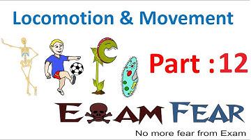 Biology Locomotion & Movement part 12 (Cross bridge cycle) CBSE class 11 XI