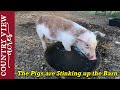 The Pigs are Stinking up the Barn.  Homestead VLOG