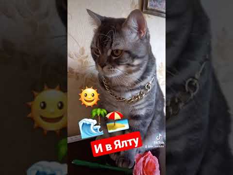 Куплю машину, костюм..и в Ялту. Смешное короткое видео с котиком