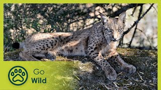 Leap of the Lynx | Go Wild