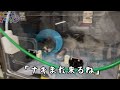 苦しみながら生死を彷徨(さまよ)った猫 #shorts