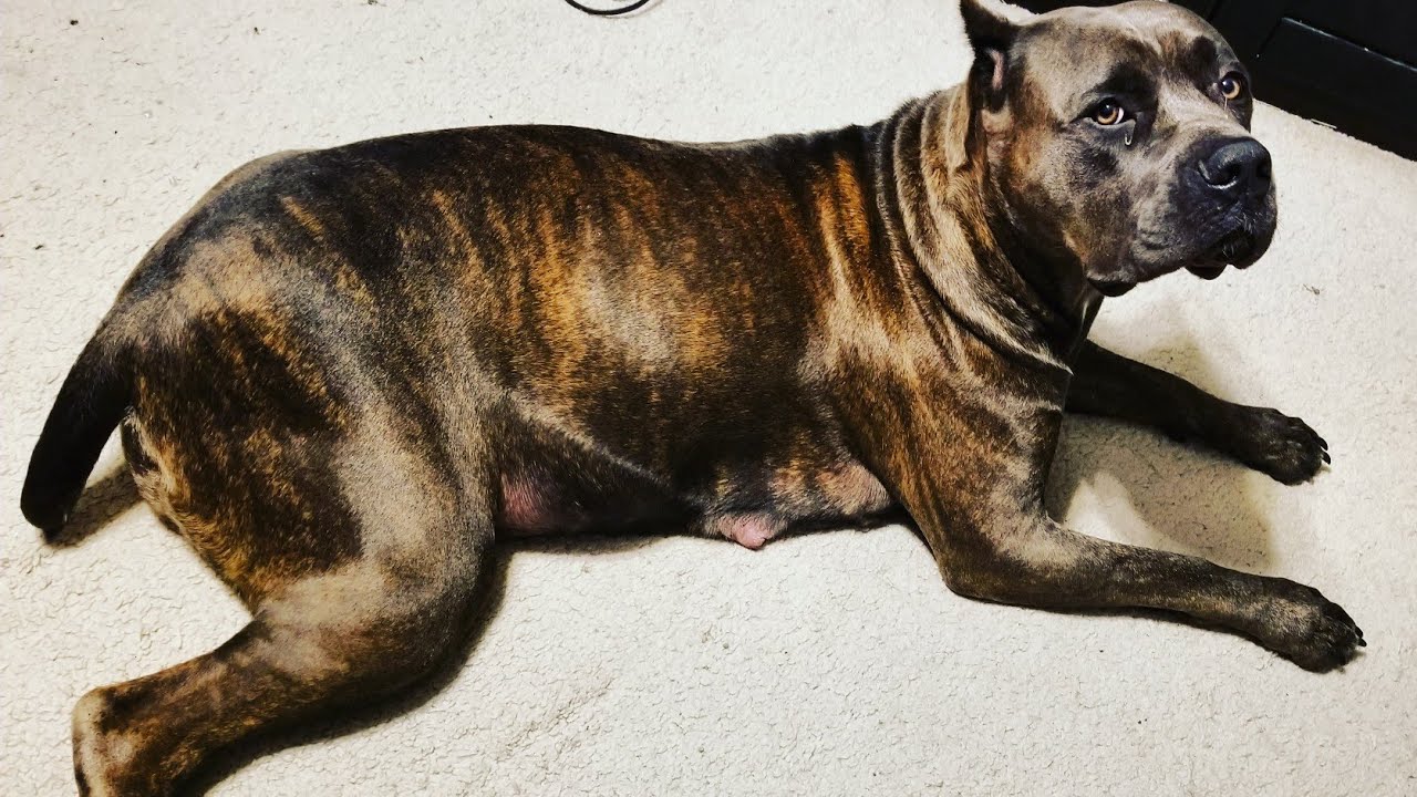 What To Expect When Your Dog Is Pregnant One Month Update YouTube