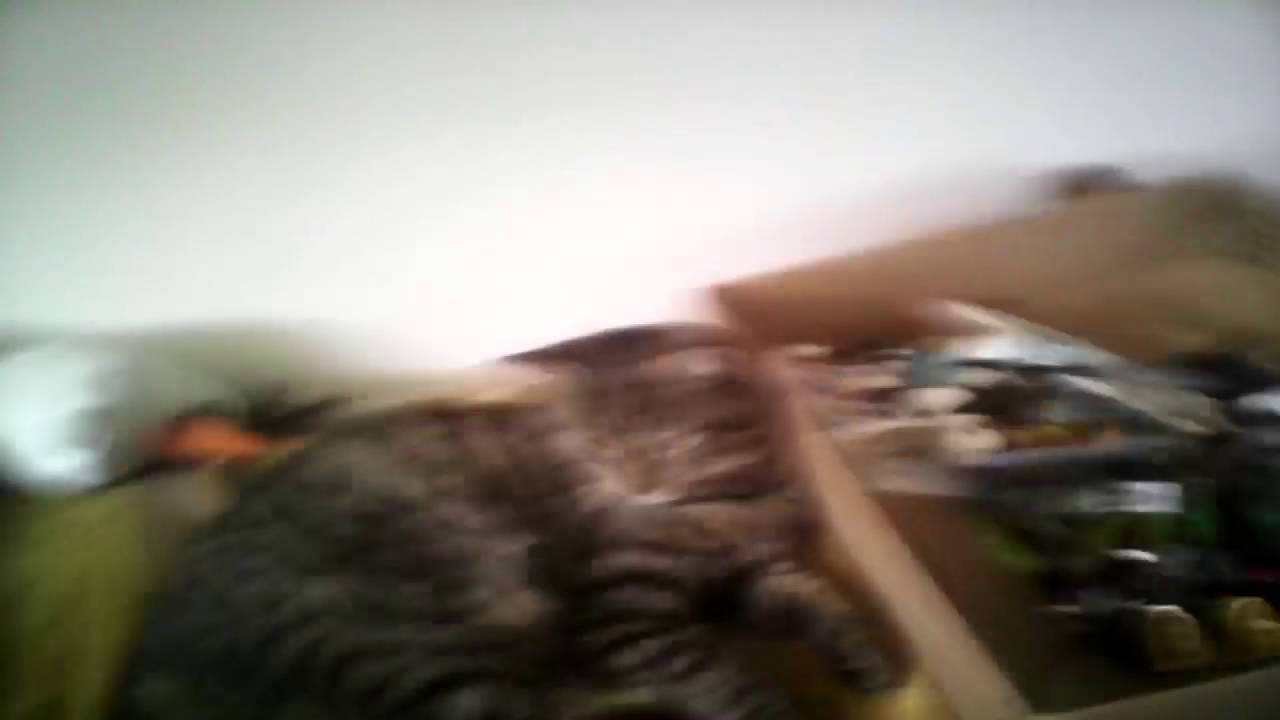Cat gets attacked by a totally real spider 