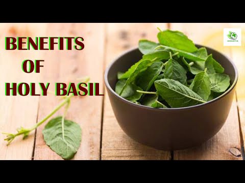 पवित्र तुलसी के स्वास्थ्य लाभ || Health Benefits of Holy Basil || Swastik