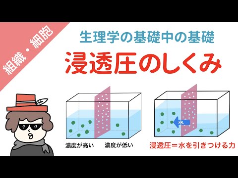 浸透圧のしくみをイラスト図解で分かりやすく説明