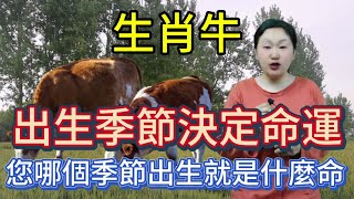 生肖牛！春牛！夏牛！秋牛！冬牛！您是哪一個？出生季節不同！命運真的不同！99%的屬牛人都不知道！#運勢 #風水 #生肖 #2024 #佛教