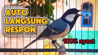 Pancingan Gelatik Batu Gacor  Gelatik Ombyokan Bisa Ikut Nyaut Dengan Suara Panggilan Gelatik Ini