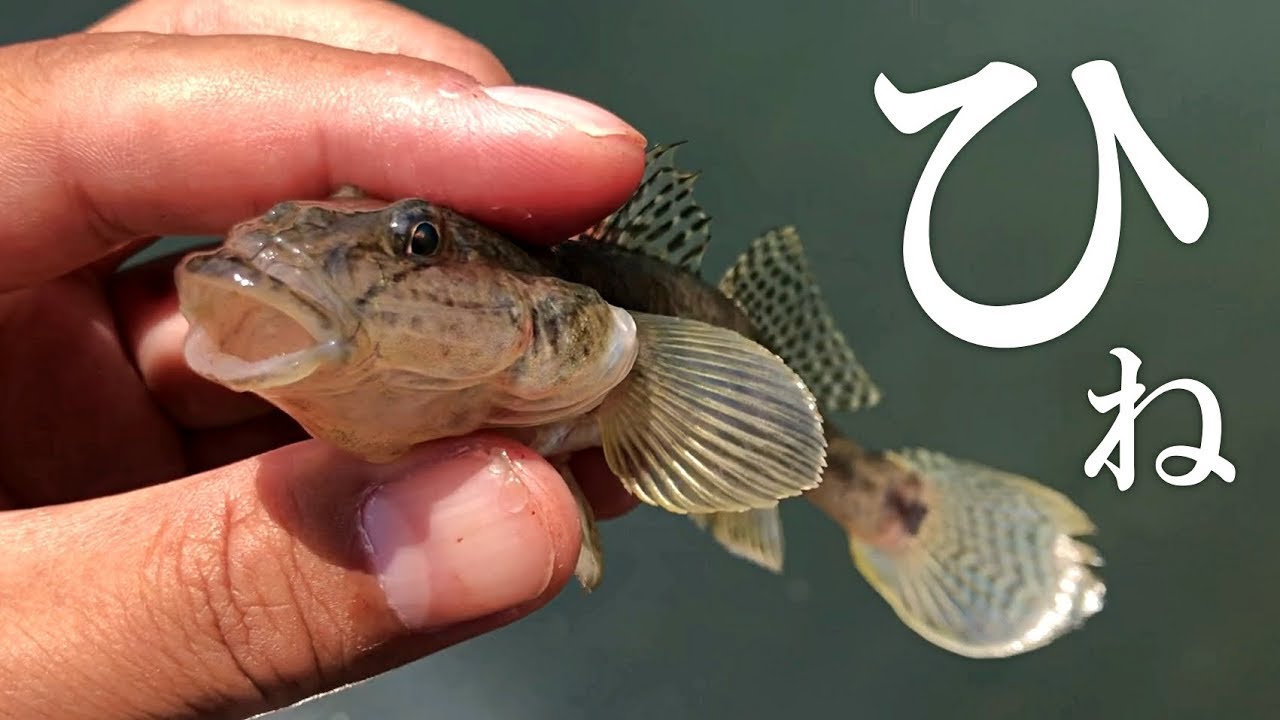 6月のハゼ釣り 小さなデキハゼと大きなウロハゼも釣れる Youtube