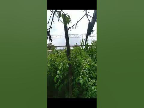 каркас для помидор через месяц, июль ,23г - YouTube