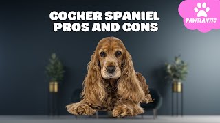 Cocker Spaniel  The Pros & Cons of Owning One | Dog Facts