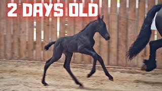 First time in the arena for this 2 days old foal | Friesian horses
