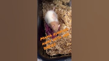 Cute 🥰 Babies #livefeeding #subscribe #python #ballpython #breeding #snake #rat #reptile #drago
