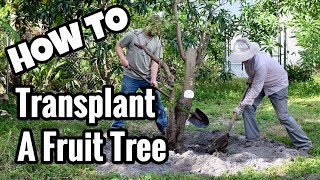 HOW TO Transplant a Tropical Fruit Tree