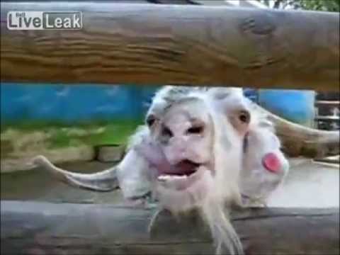 Weird Goat Compilation