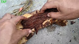Belajar Cara Menanam Keiki Anggrek