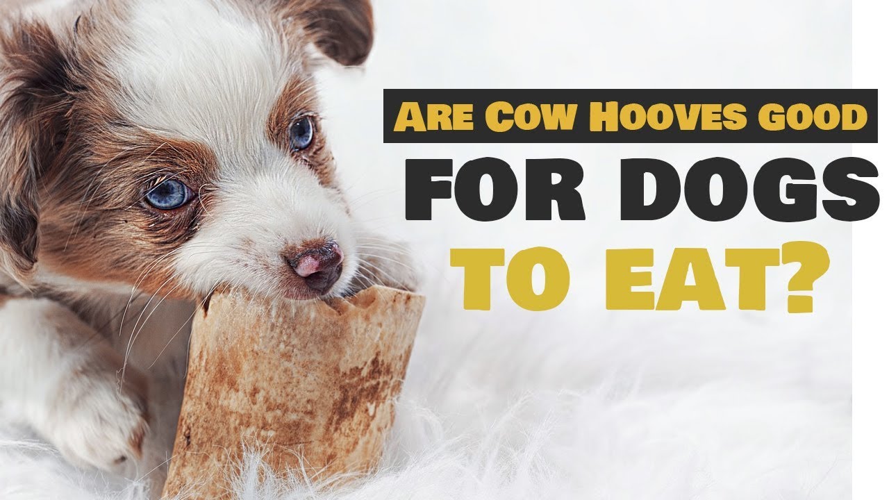 Are Cow Hooves Good For Dogs To Eat