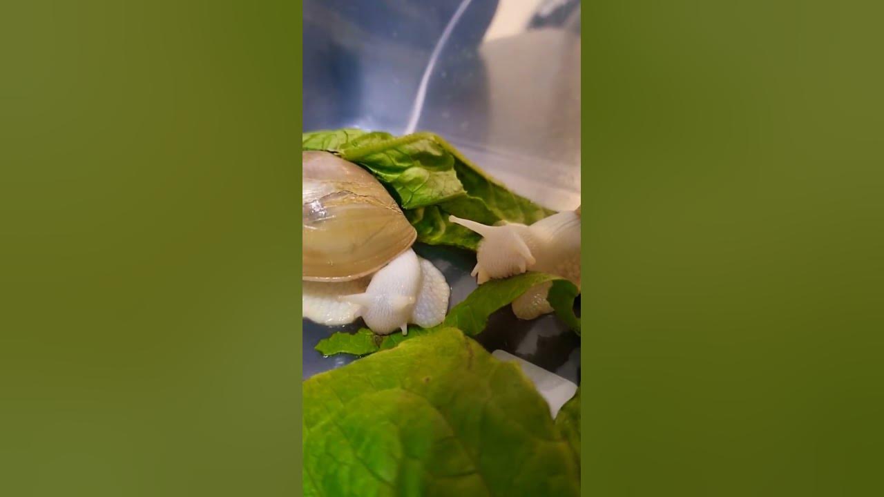 how-does-a-snail-eat-snail-animal-beautiful-youtube