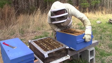 Separating a small colony from a large colony with a double screen board