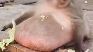 Mamaco Sensualizando