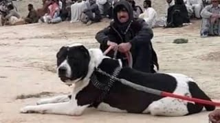 Biggest, Strongest & Most Dangerous Central Asian Shepherds  Compilation- Part 3! by FG Pets & Entertainment 217,850 views 8 months ago 6 minutes, 41 seconds