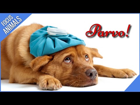Video: Parvo By Honde En Hondjies: Oorsake En Behandeling Vir Parvovirus Van Honde