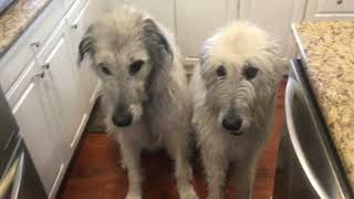 Irish Wolfhounds and the challenge of training a person. by hughmcmanus 7,823 views 10 months ago 2 minutes, 14 seconds