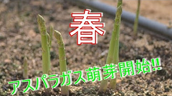 アスパラガス栽培 Youtube