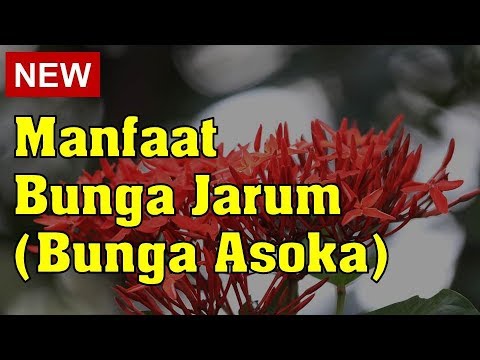 Manfaat Bunga Jarum Bunga Asoka Youtube