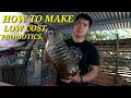 HOW TO MAKE LOW COST PROBIOTICS FOR YOUR LIVESTOCKS|BACKYARD FARMING|FREE RANGE CHICKENS