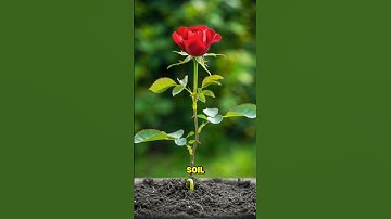 An 8-second timelapse shows a rose seed growing from the moist soil. #shorts #timeplapse #flower