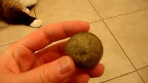 Ragdoll Cats Play With Pawbreakers Catnip Cat Toys ねこ - ラグドール - Floppycats