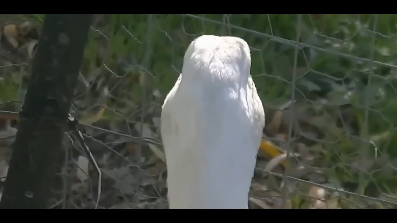 err. Duck [end.] YouTube