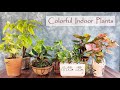 Indoor plant Syngonium care | सिंगोनियम के बारे में पूरी जानकारी | Arrowhead Plant