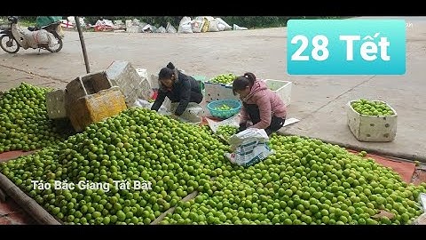 Hàng Nghìn Tấn Táo Bắc Giang Cấp Tập Phục Vụ Tết Cho Ae Cả Nước l Núi Đồi Lục Ngạn