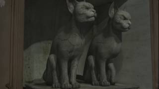 States of cats