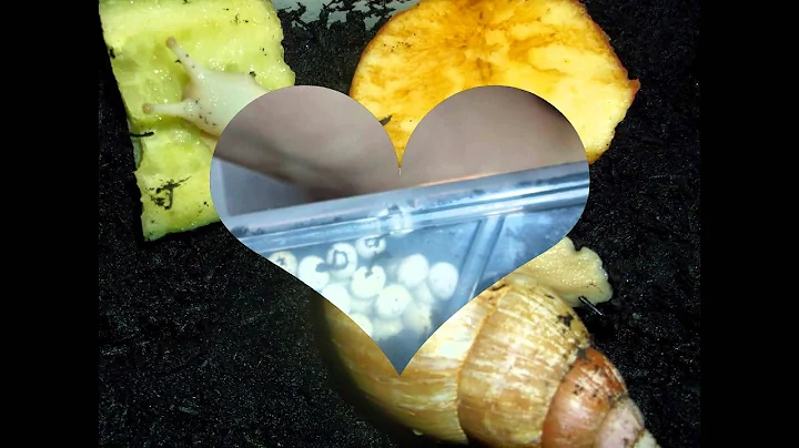 my dead snail diead r.i.p