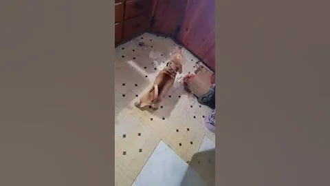 Cookie Needs Training!