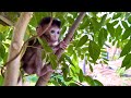 Baby monkey bibi returns to the forest  miracle  returns to the farm  full