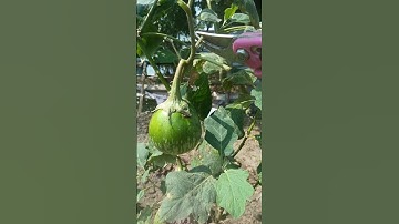 Eggplant Farming It Is Important To Cut Off Side Branches In Time #shorts #farming #satisfying
