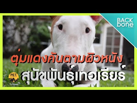 สัตว์เลี้ยง แสนน่ารัก - Youtube