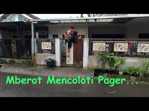 Banteng kreasi closing sementara full kalapan  pedes ll Satrio manunggal Abimanyu ll