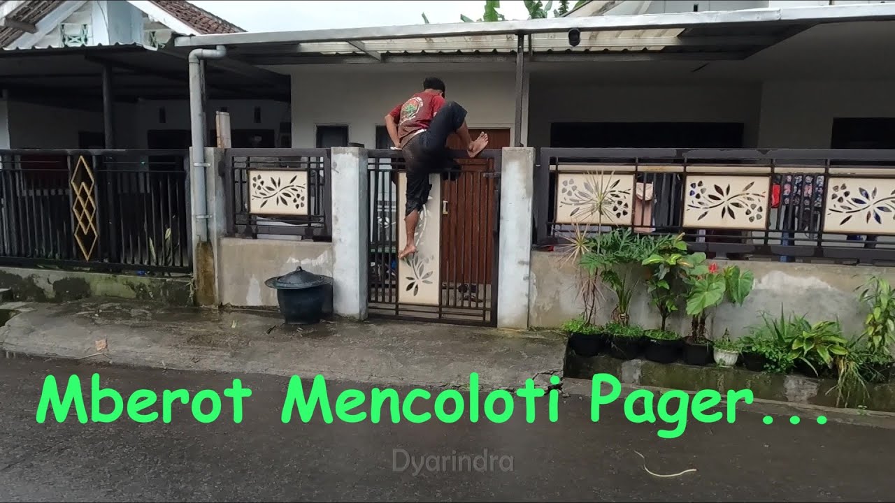 Bantengan mberot nyasar masuk ke rumah warga