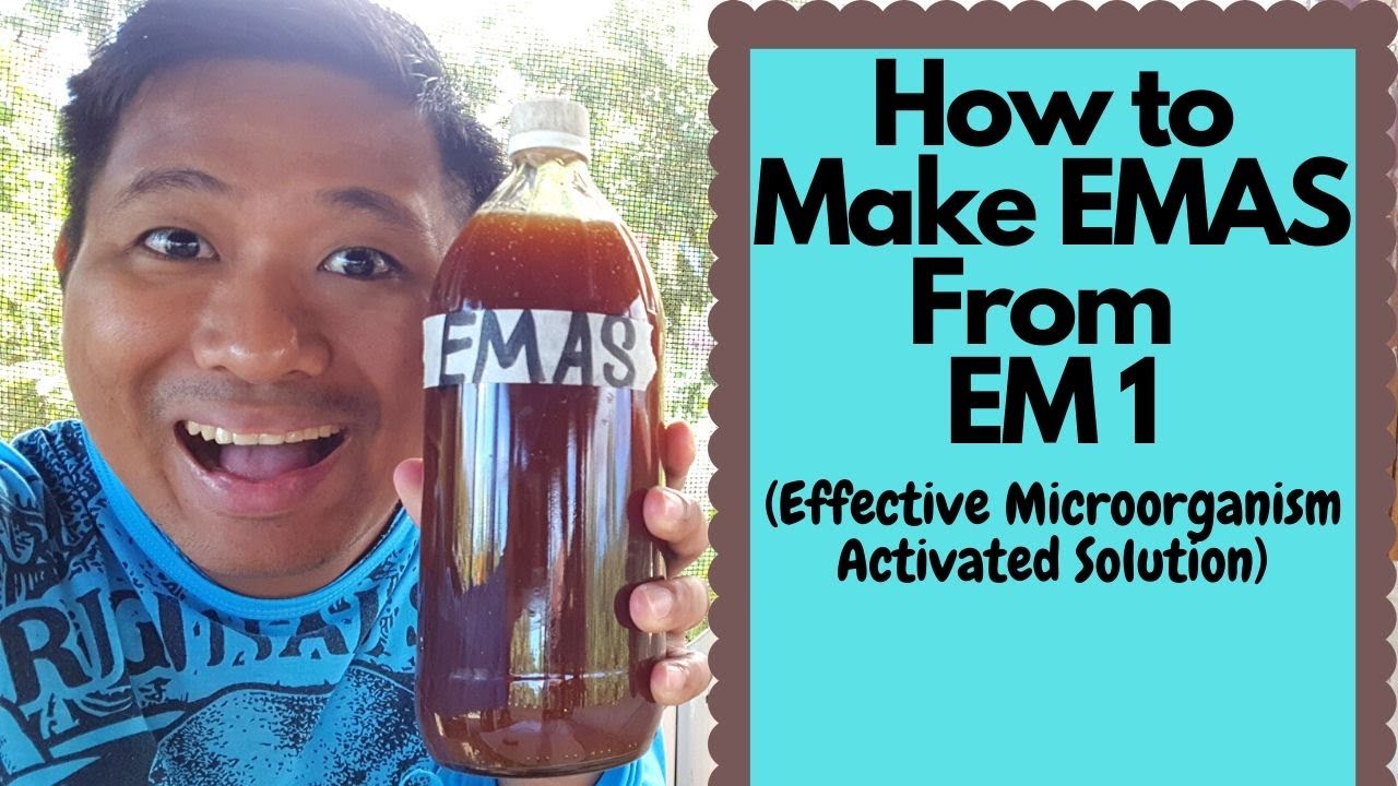 How to make EMAS (Effective Microorganism Activated Solution) from EM1 (Paano gumawa ng EMAS)