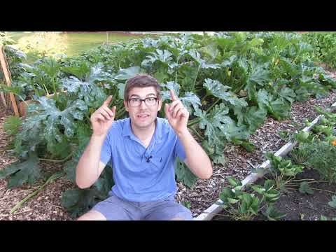 Video: Top Dressing For A Good Harvest Of Zucchini