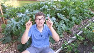 Prune Zucchini to Increase Production  Prevent Powdery Mildew & Prevent Blossom End Rot