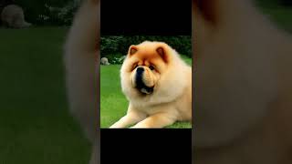 Socialization: Chow Chow Dog